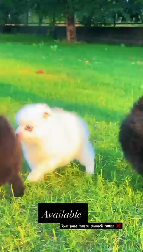 Culture Pom Puppy, farm video