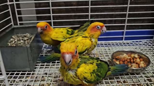 Small Cheek Conure, farm video