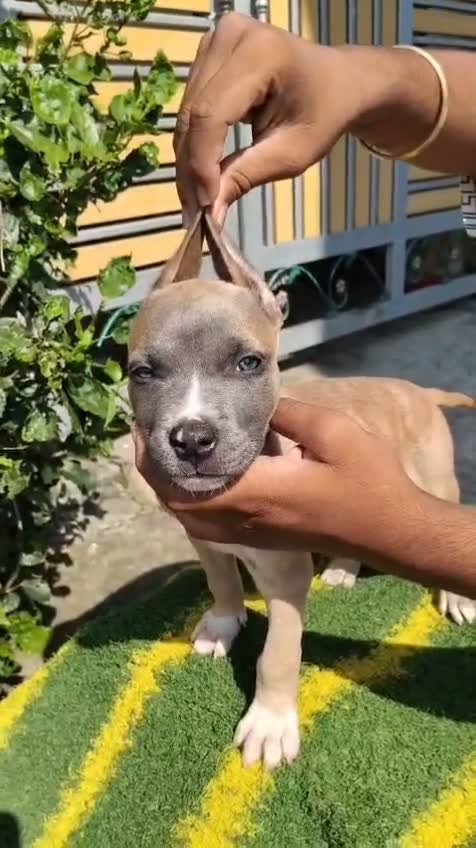 American Bully Pocket Size Puppy, farm video