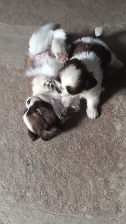 Shih Tzu Puppy Brown & White, farm video