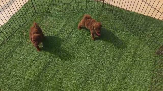 Toy Poodle Puppy, farm video
