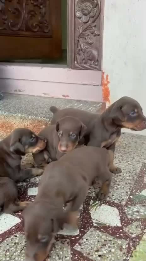 Doberman Pinscher Puppy, farm video