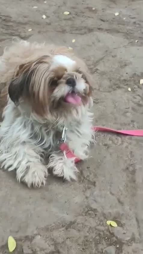Shih Tzu | Black Color, farm video