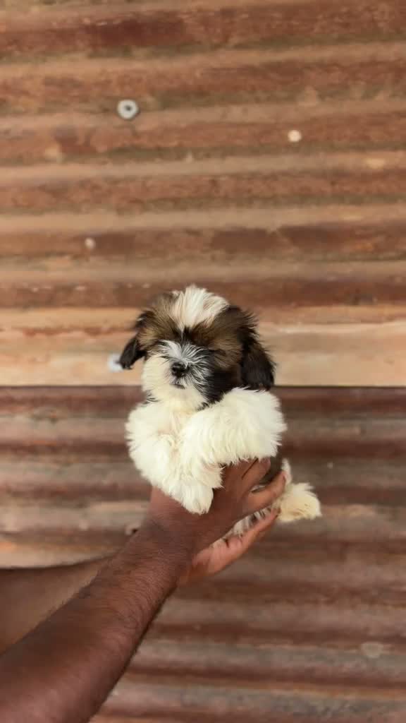 Shih Tzu | Black Color, farm video