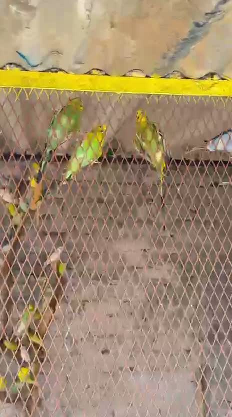 Budgies, farm video