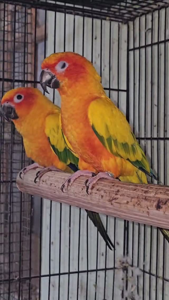 Small Cheek Conure, farm video