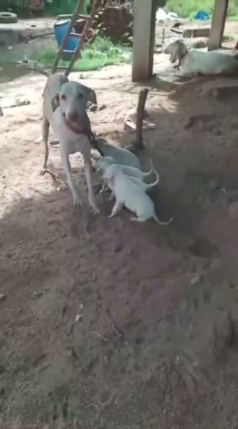 Rajapalayam Puppy, farm video