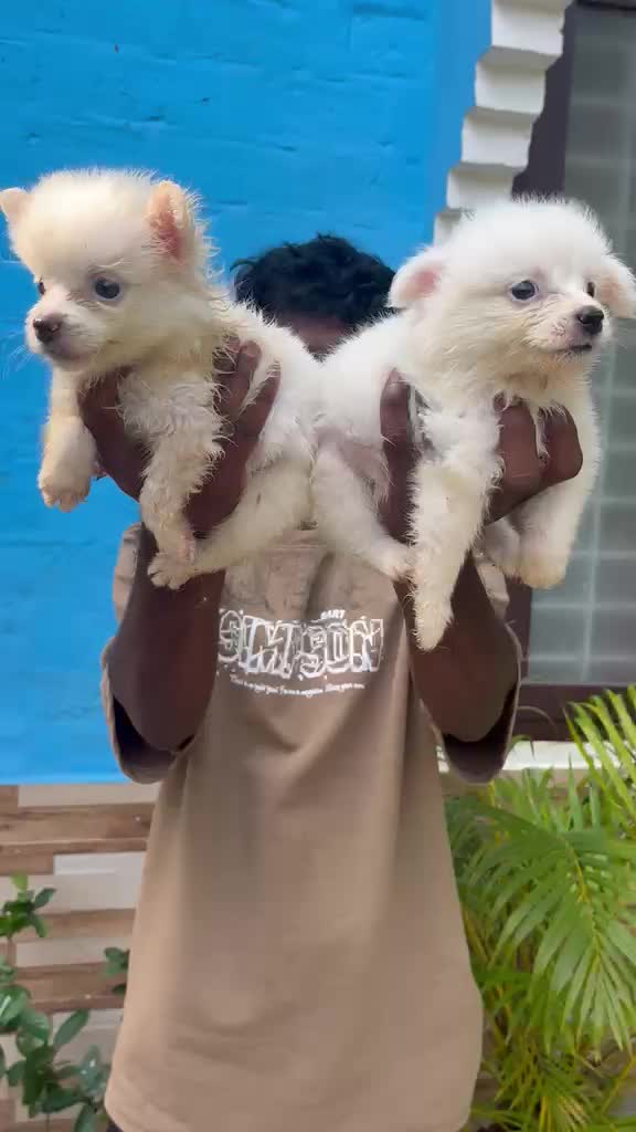 Pomeranian Puppy, farm video
