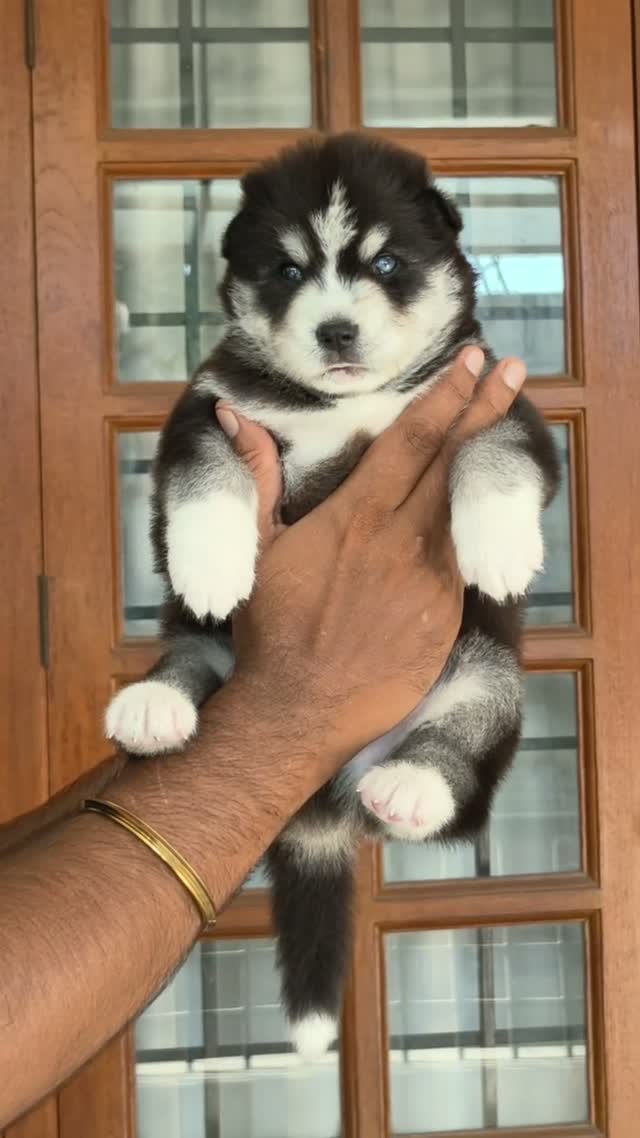Siberian Husky Puppy | Black & White Color, farm video