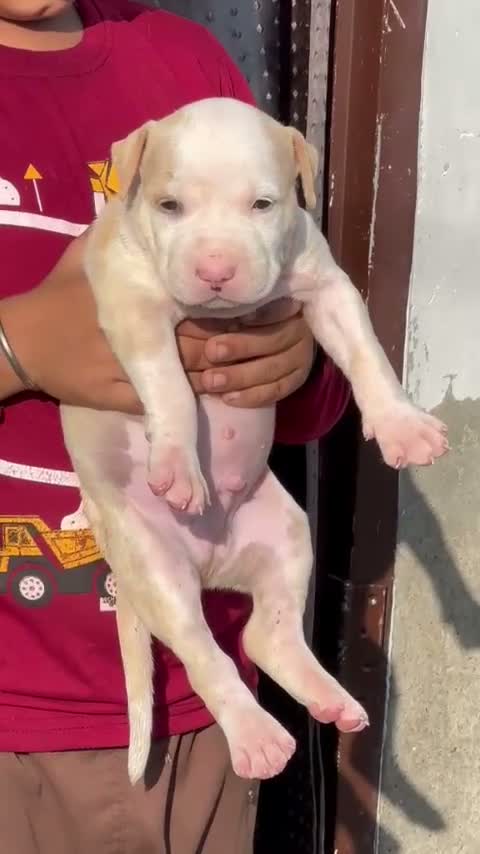 American Bully Pocket Size Puppy, farm video