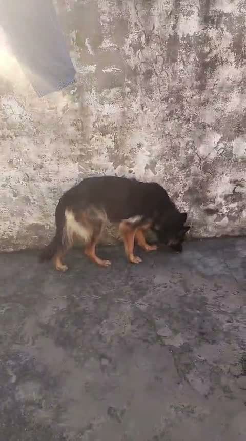 German Shepherd Puppy, farm video