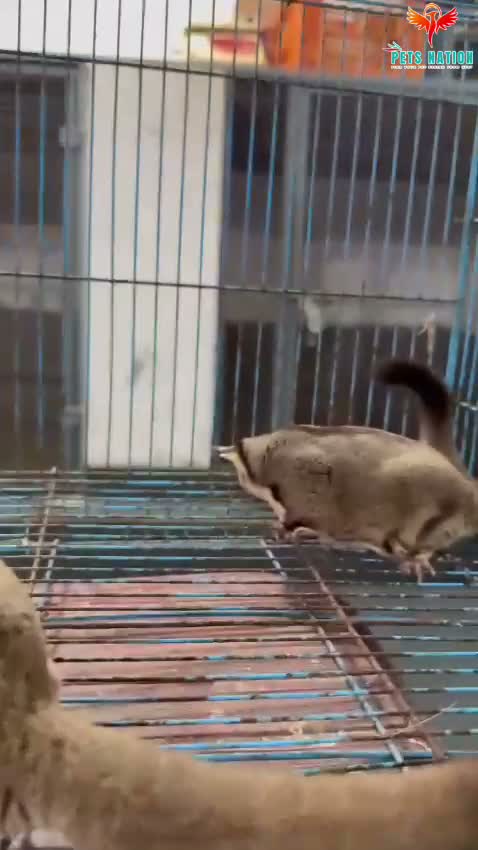 Sugar Glider | Grey, farm video