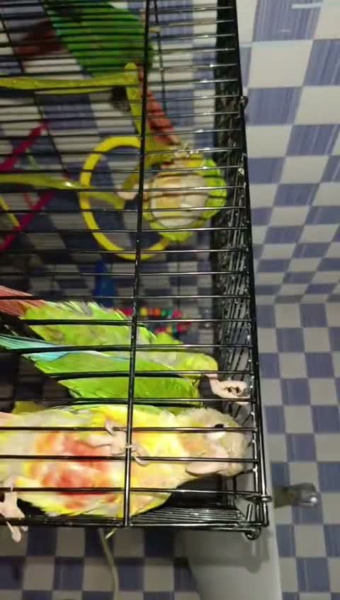 Small Cheek Conure, farm video