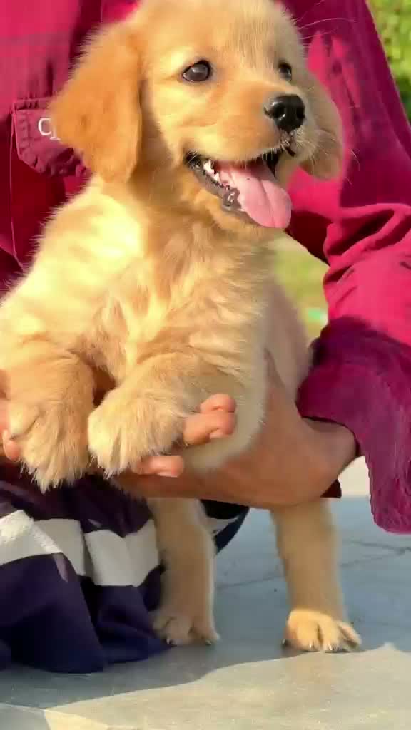 Golden Retriever, farm video