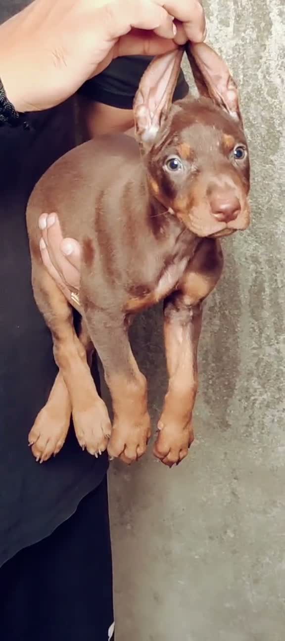 Doberman Pinscher Puppy, farm video