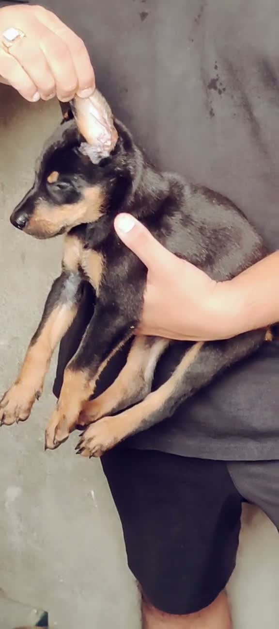 Doberman Pinscher Puppy, farm video