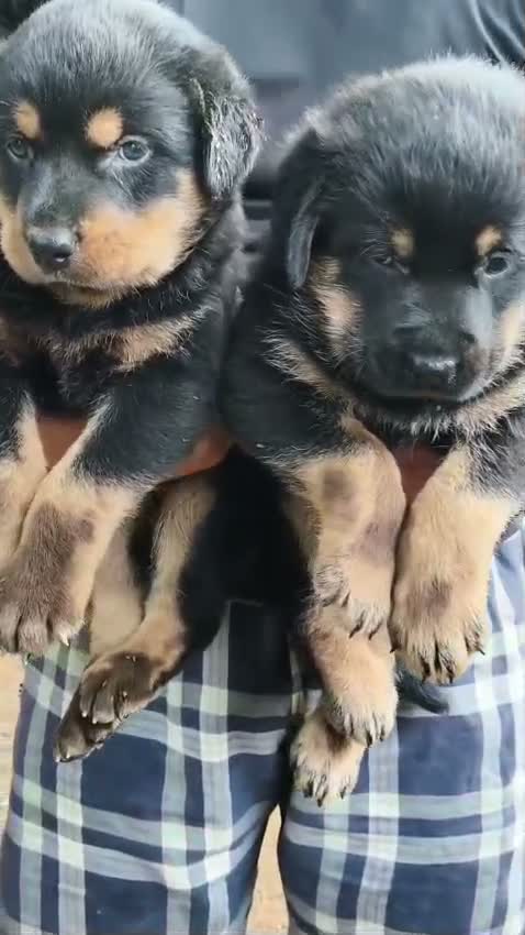 Rottweiler Puppy, farm video
