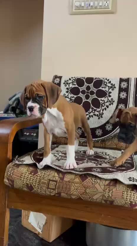 Boxer Puppy, farm video