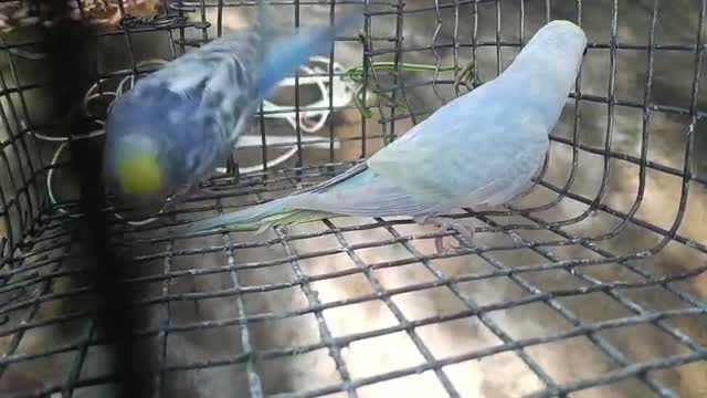 Budgies, farm video