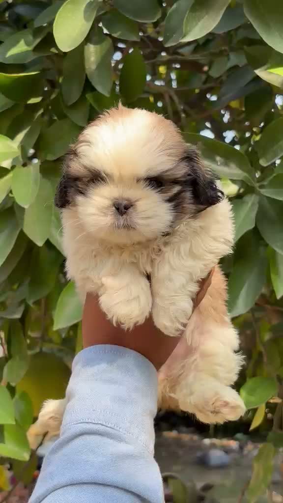 Shih Tzu | Black Color, farm video