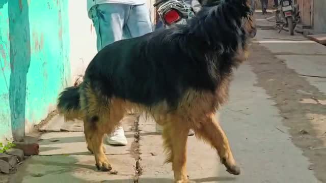 German Shepherd Puppy, farm video