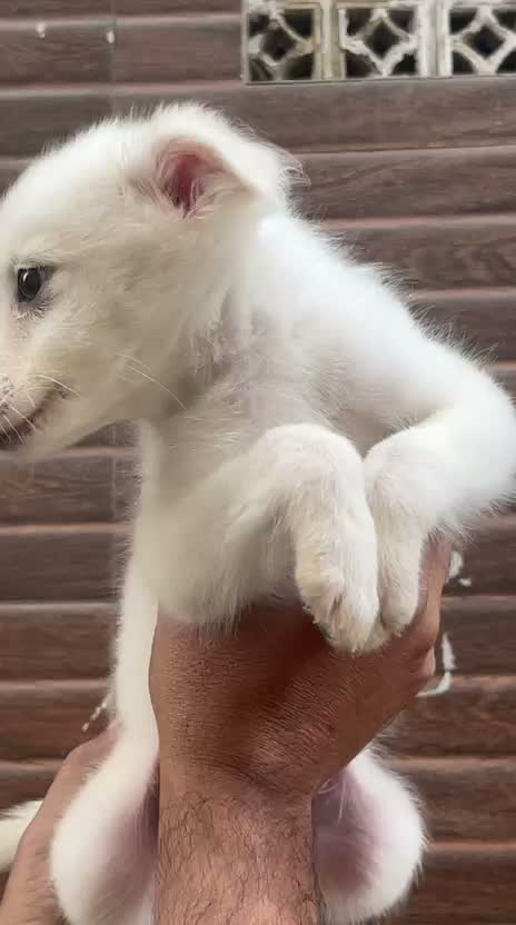 Pomeranian Puppy, farm video