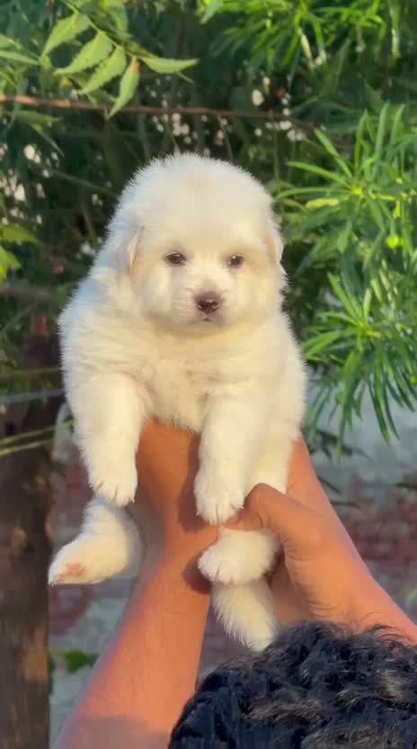 Pomeranian Puppy, farm video