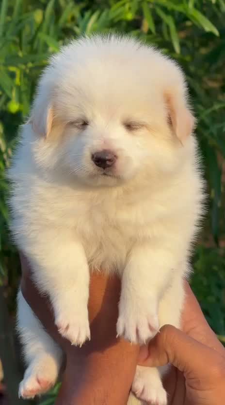 Pomeranian Puppy, farm video