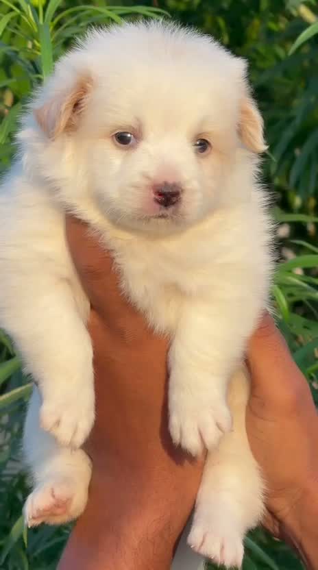 Pomeranian Puppy, farm video