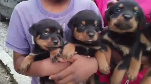 Rottweiler Puppy, farm video