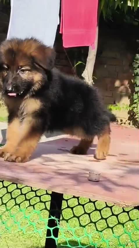 German Shepherd Puppy, farm video