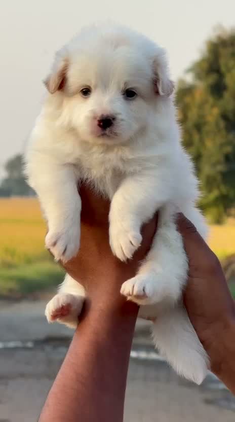 Pomeranian Puppy, farm video
