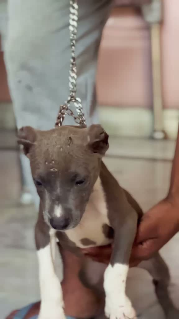 Pitbull Terrier Puppy, farm video