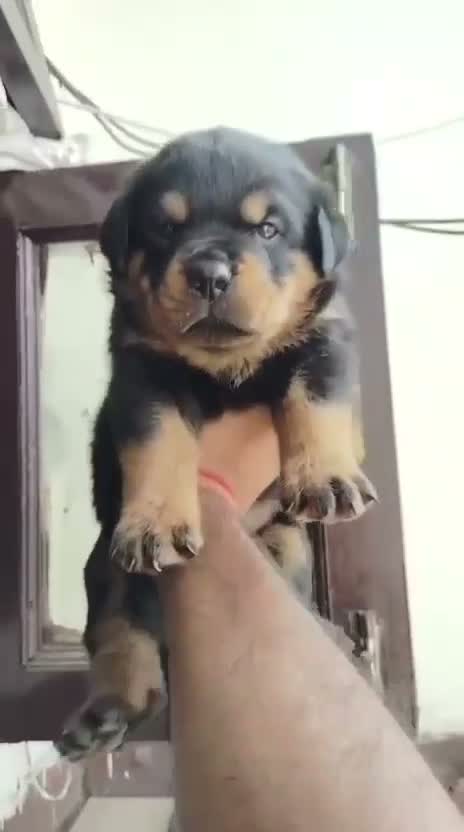Rottweiler Puppy, farm video
