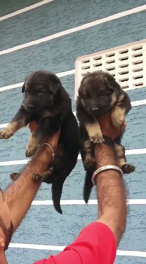 German Shepherd Puppy, farm video