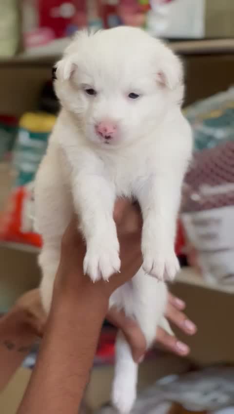 Pomeranian Puppy, farm video