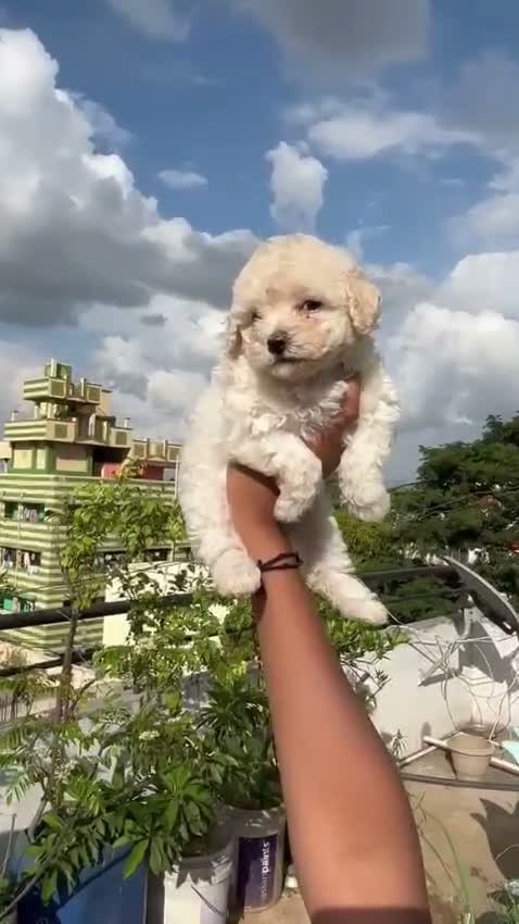 Standard Poodle Puppy | White, farm video