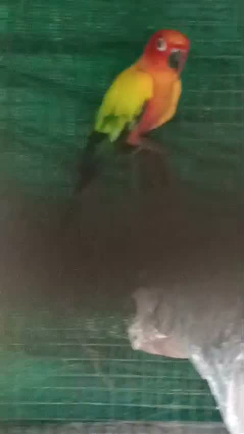Small Cheek Conure, farm video