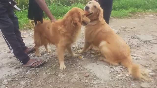 Golden Retriever, farm video