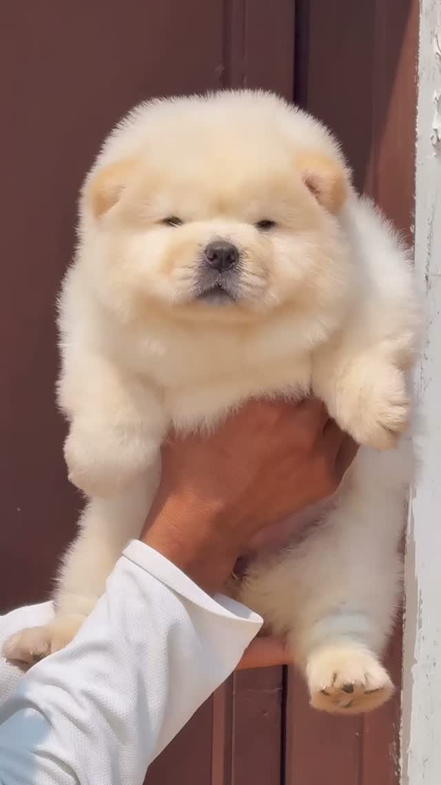 Chow Chow Puppies, farm video