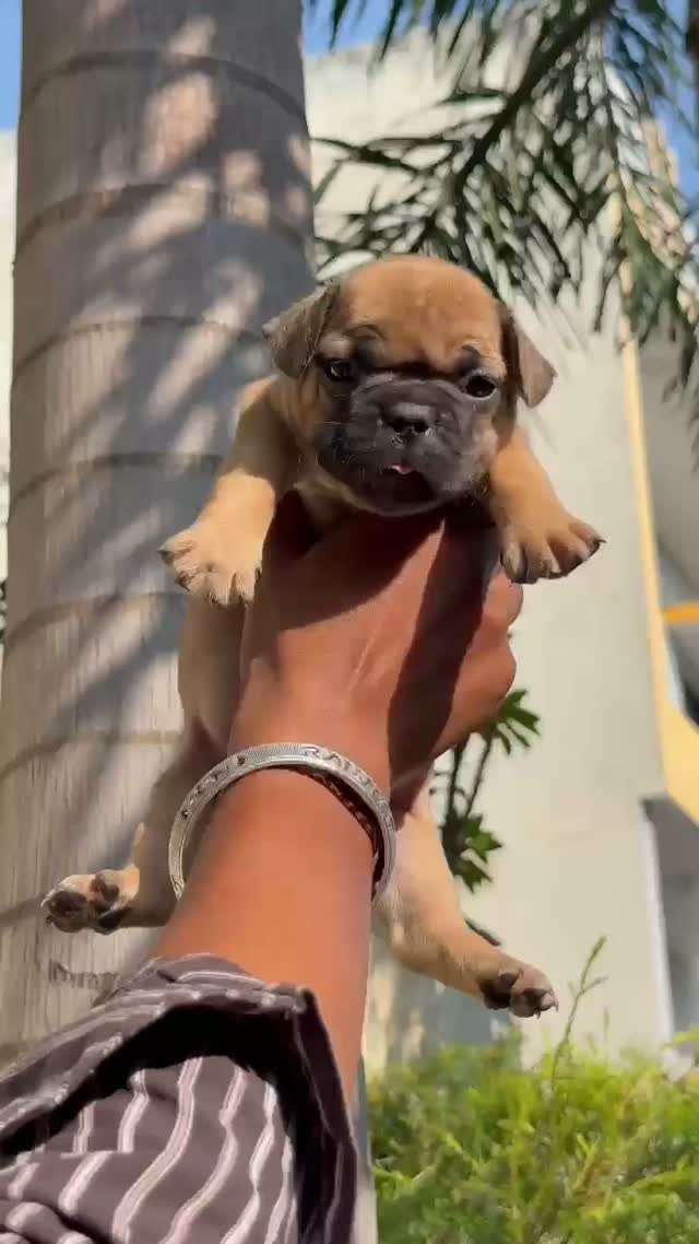 French Bulldog Puppy, farm video