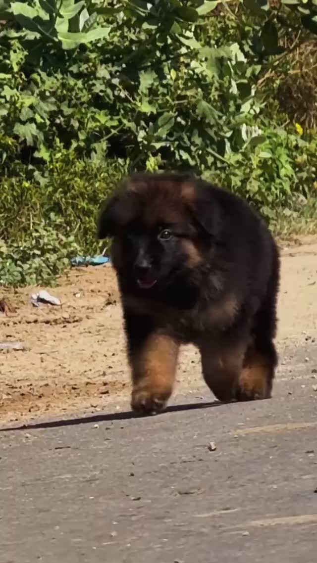 German Shepherd Puppy, farm video