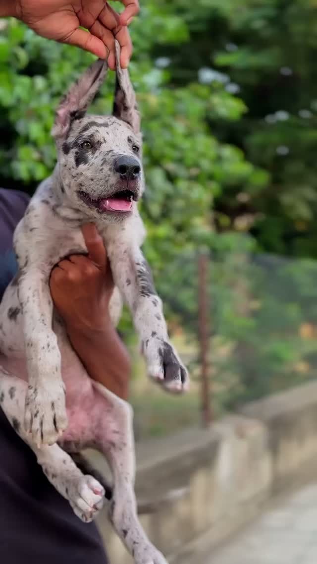 Great Dane Puppy, farm video
