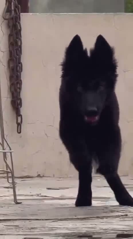 German Shepherd Puppy, farm video