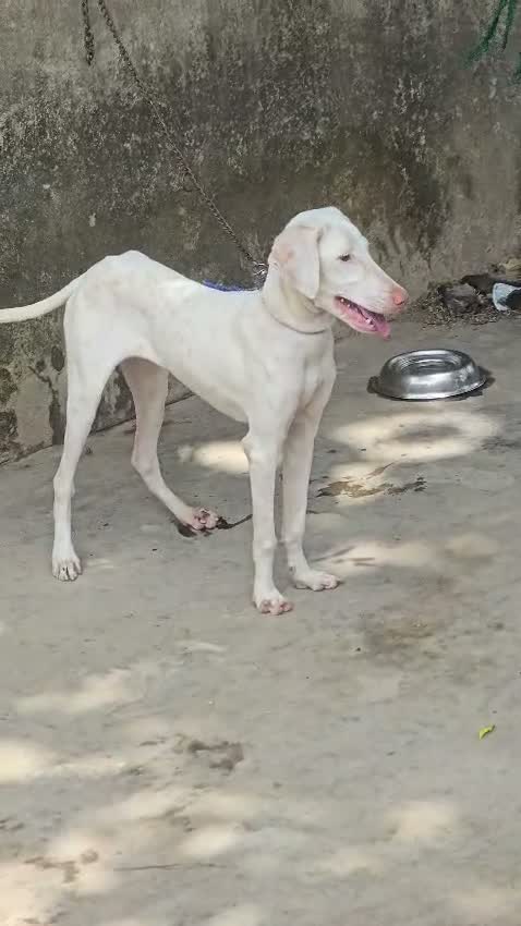 Rajapalayam Puppy, farm video