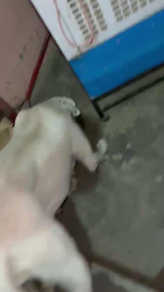 American Bully Pocket Size Puppy, farm video