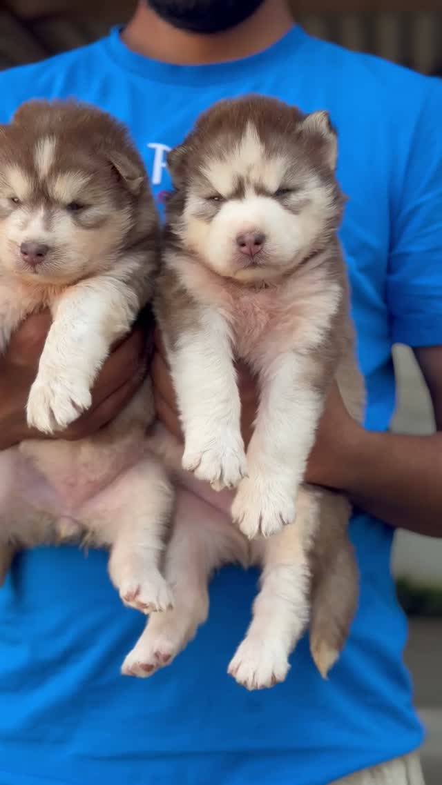 Siberian Husky Puppy | Black & White Color, farm video