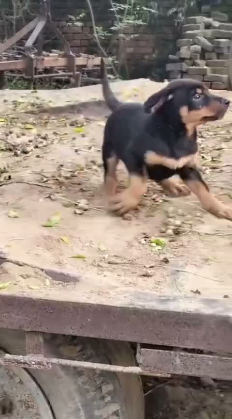 Rottweiler Puppy, farm video
