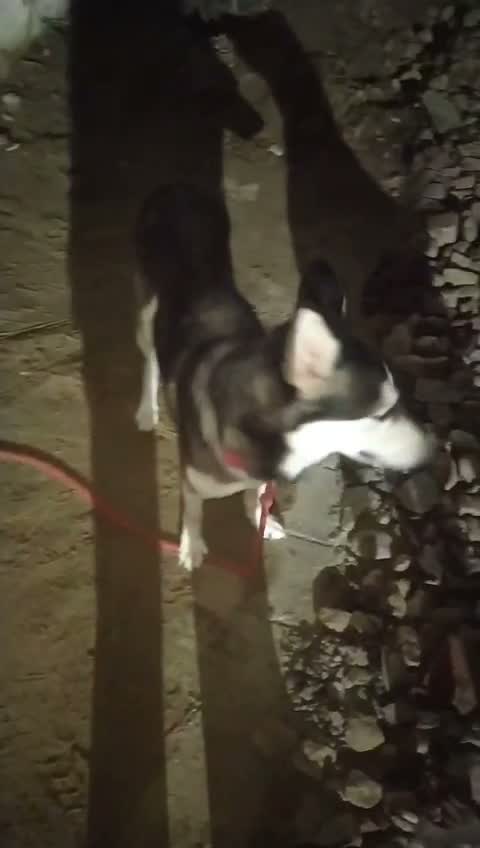 Siberian Husky Puppy | Black & White Color, farm video