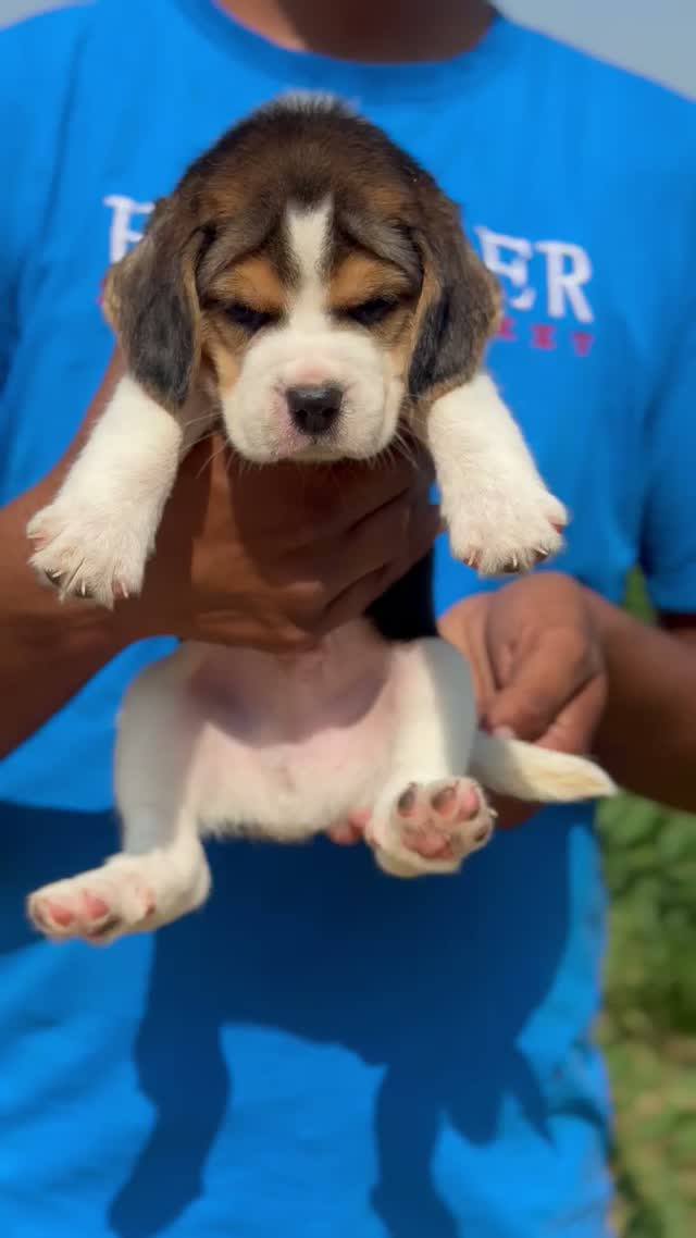 Beagle | Lemon & White | Puppy, farm video